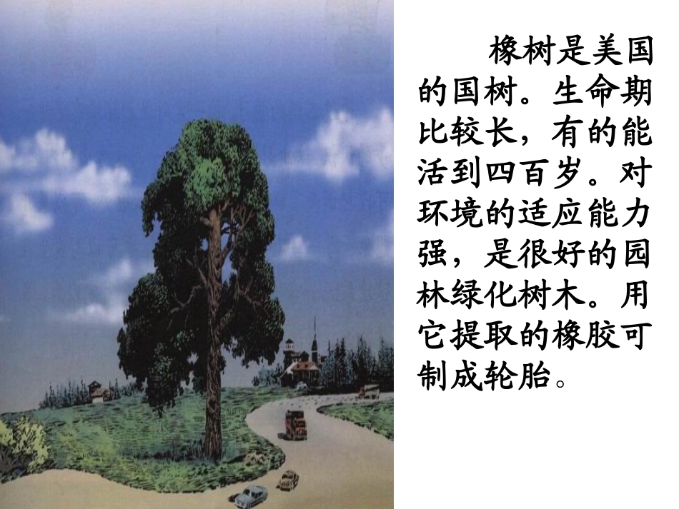 路旁的橡树王_第2页