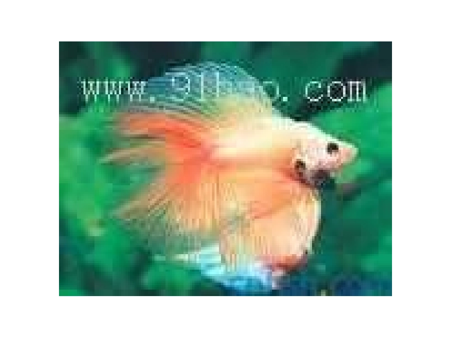 小学美术免费课件PPT《鱼儿欣赏》_第2页