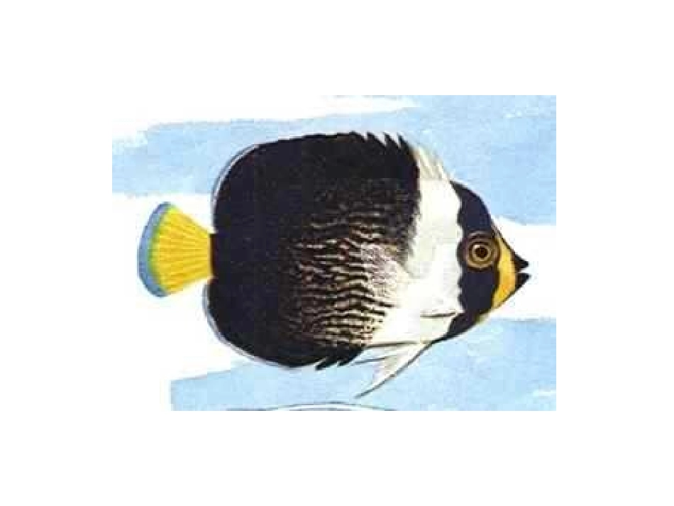 小学美术免费课件PPT《鱼儿欣赏》_第3页