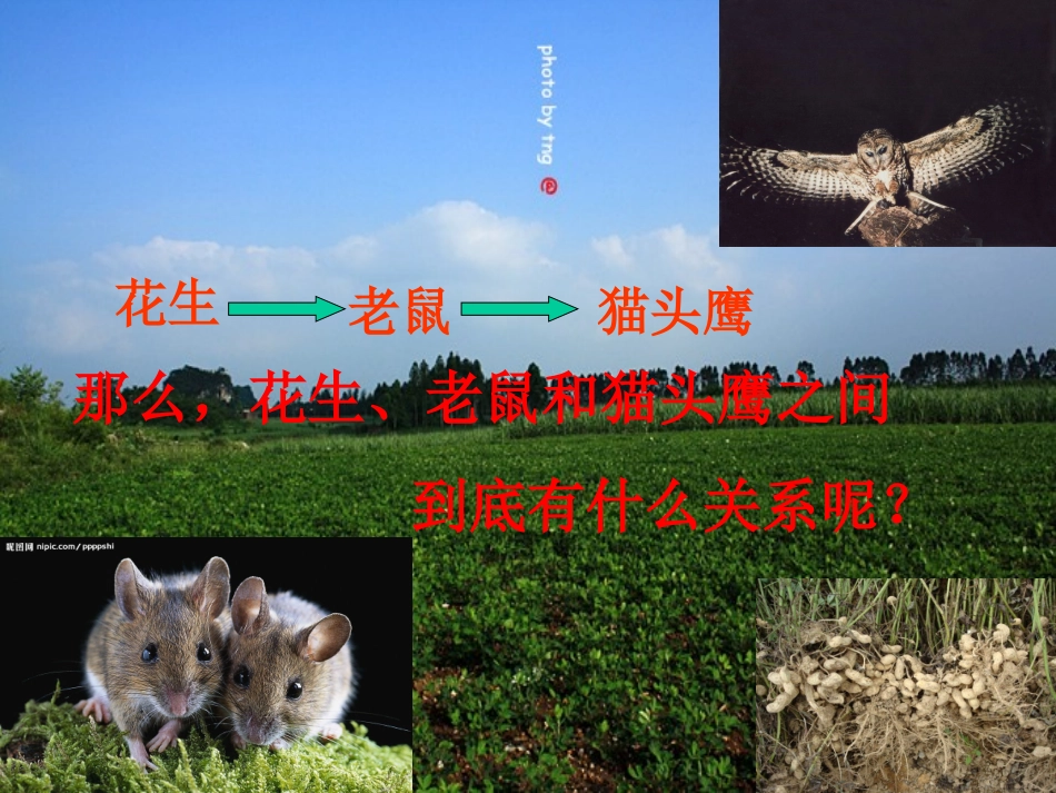 《有趣的食物链》课件_第3页