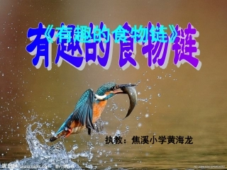《有趣的食物链》课件