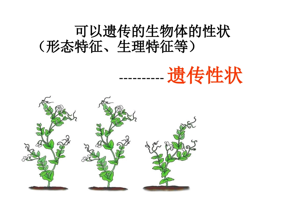 2016年春人教版八年级生物下册课件：第七单元第二章第三节基因的显性和隐形（共45张PPT）_第3页