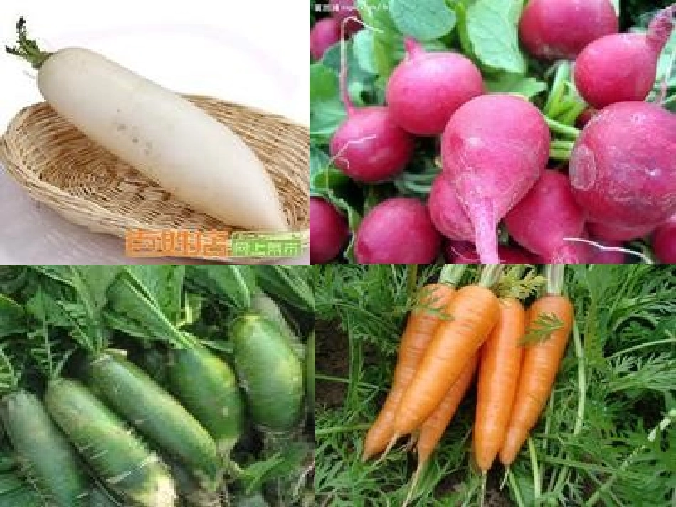 自制课件傻小熊种萝卜_第1页