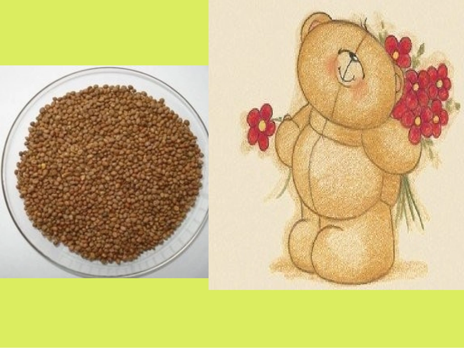 自制课件傻小熊种萝卜_第3页