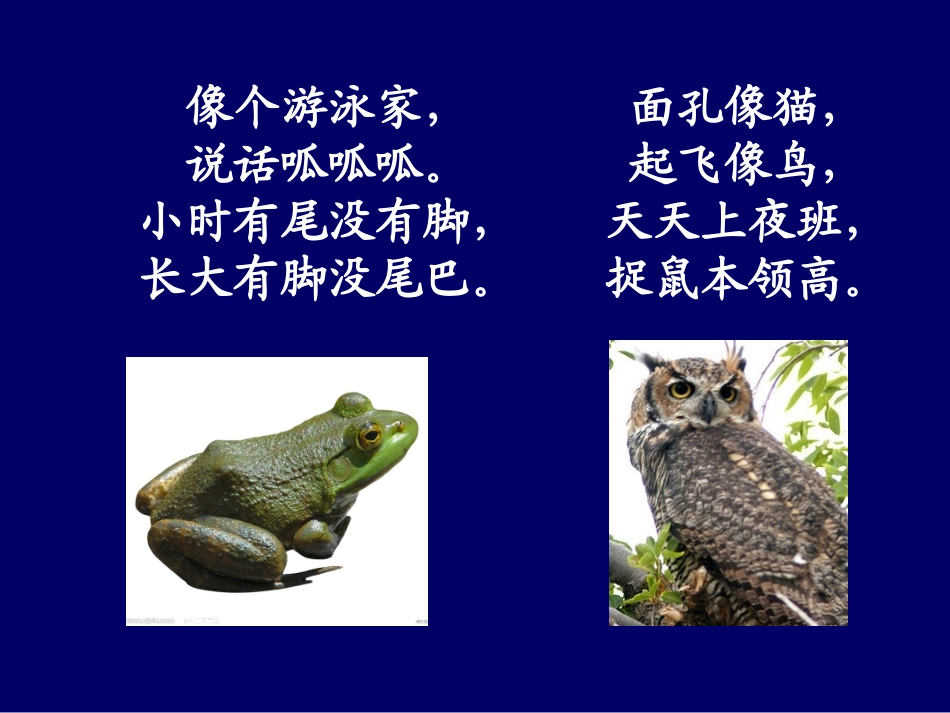 保护有益小动物课件_第1页