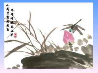 荷叶圆圆课件