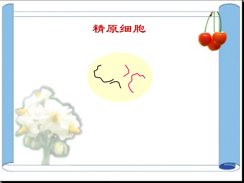 精子的形成过程_第2页
