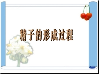 精子的形成过程