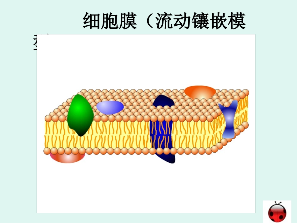 物质跨膜运输的方式 (2)_第3页