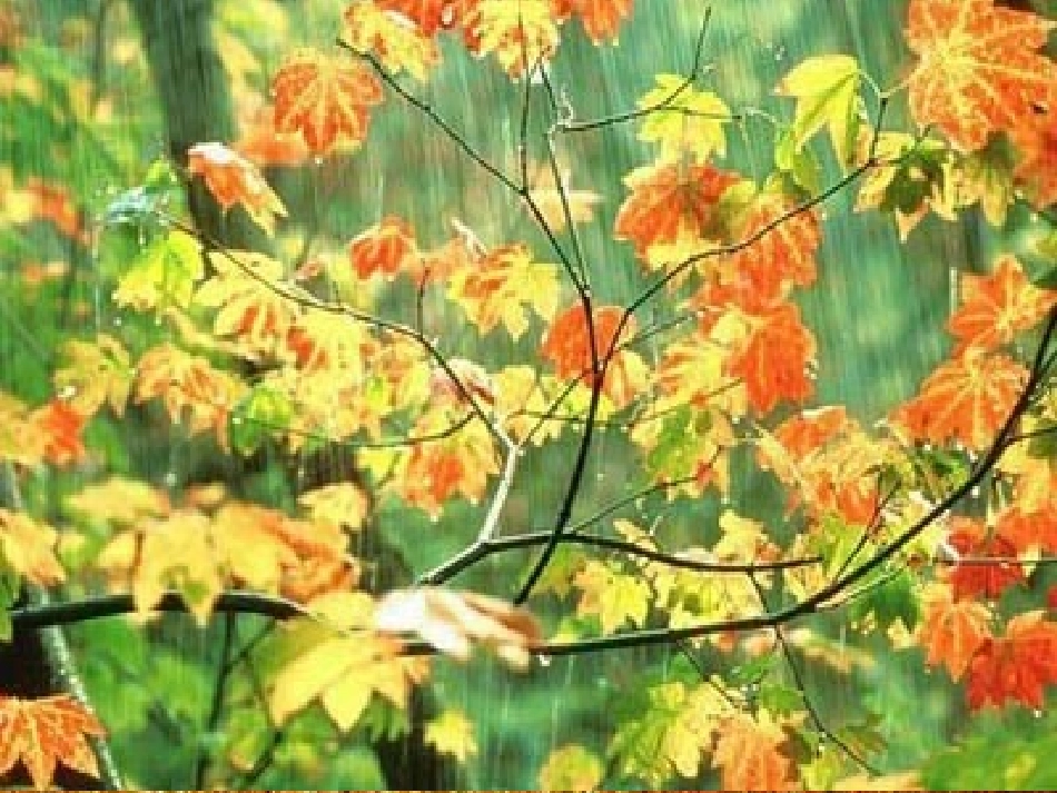 《秋天的雨》课件黄秀慧_第1页