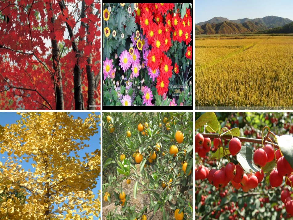 《秋天的雨》课件黄秀慧_第2页