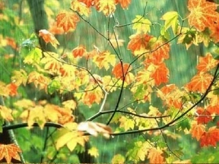 《秋天的雨》课件黄秀慧