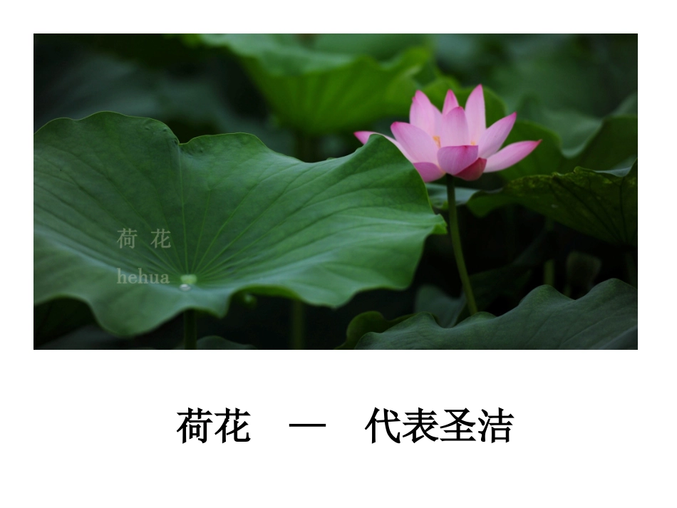 第2课时——乘除法的意义和各部分的关系_第3页