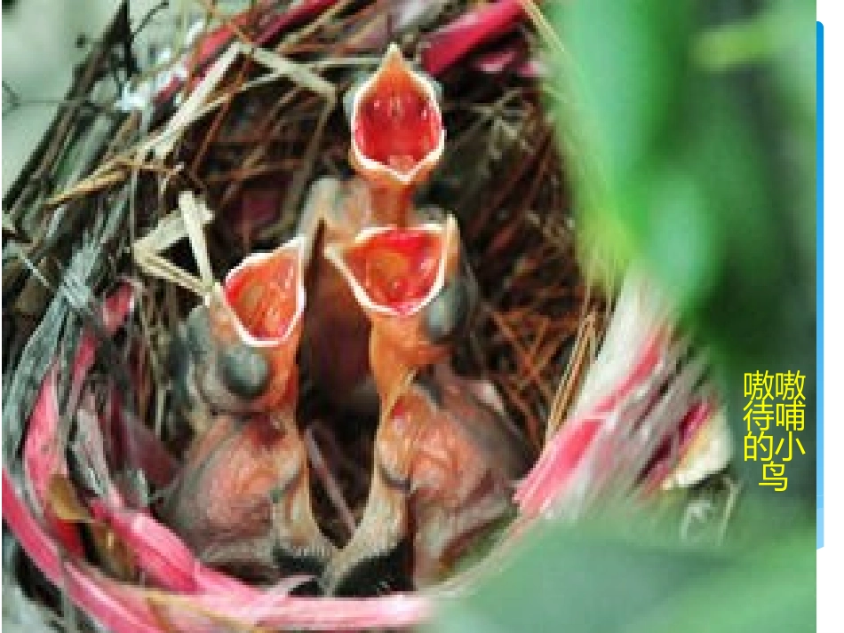 生命之歌课件_第2页