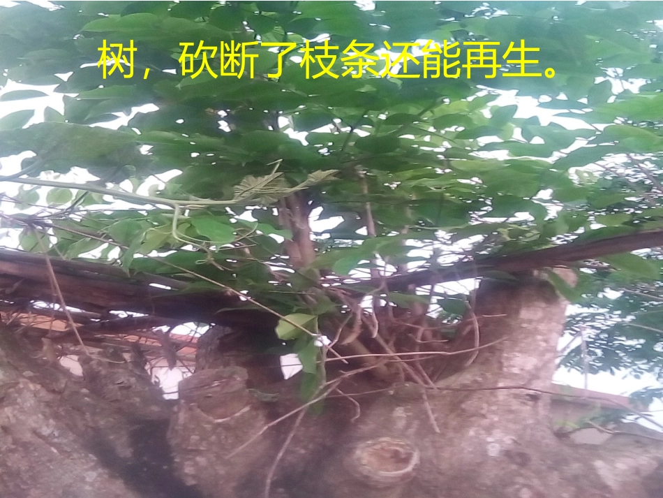 生命之歌课件_第3页