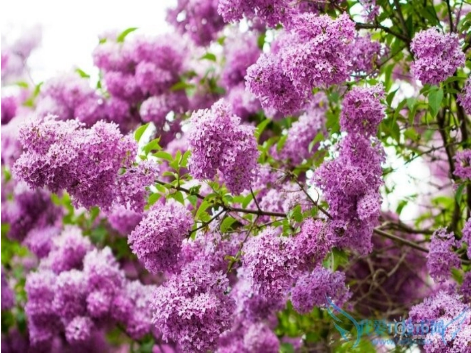 雨巷（合格课）_第3页