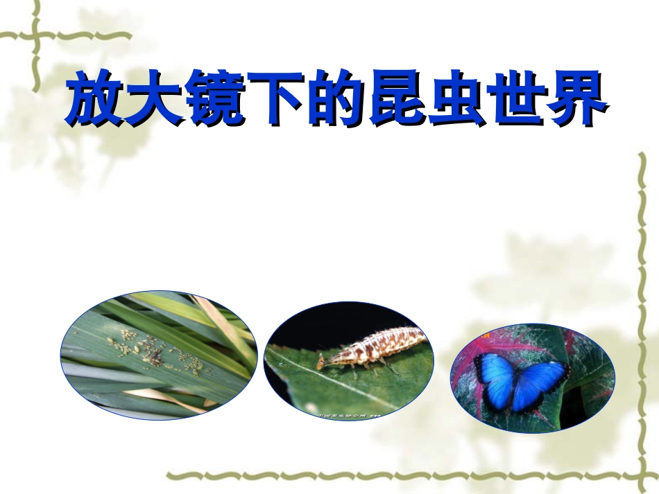 放大镜下的昆虫世界_第1页