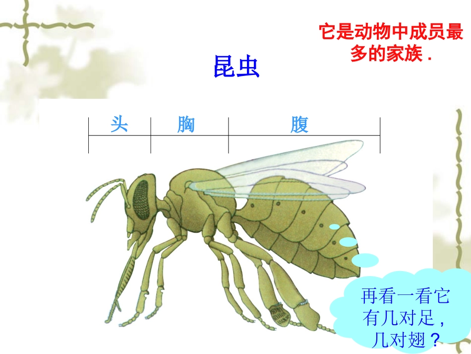 放大镜下的昆虫世界_第2页