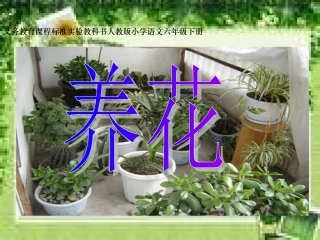 《养花》课件