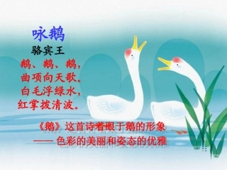 《白鹅》PPT