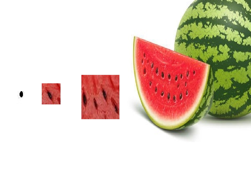 蚂蚁和西瓜课件_第2页