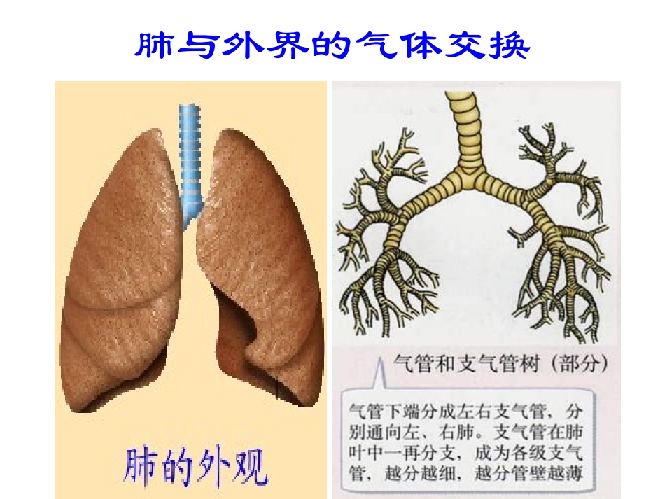 《发生在肺内的气体交换》课件411_第2页