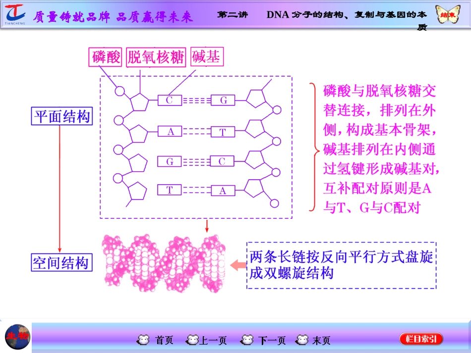 第二讲DNA分子的结构、复制与基因的本质_第3页