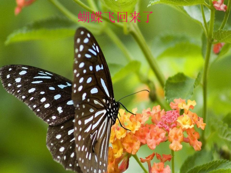 教学课件：小学音乐人教版（简谱）一年级下册第二单元　春天来了唱歌　小雨沙沙（王丽丽老师）_第3页