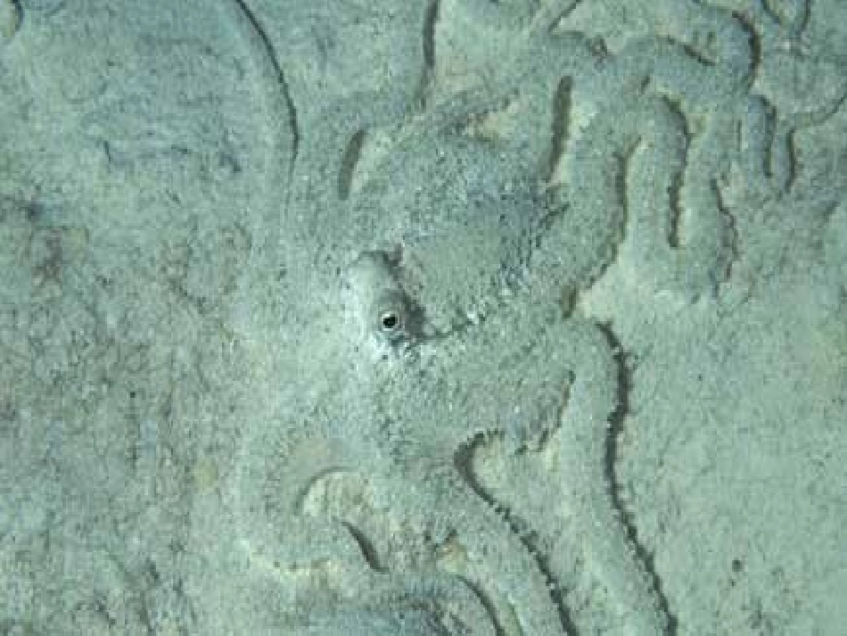 新的有利于生存的本领课件_第3页