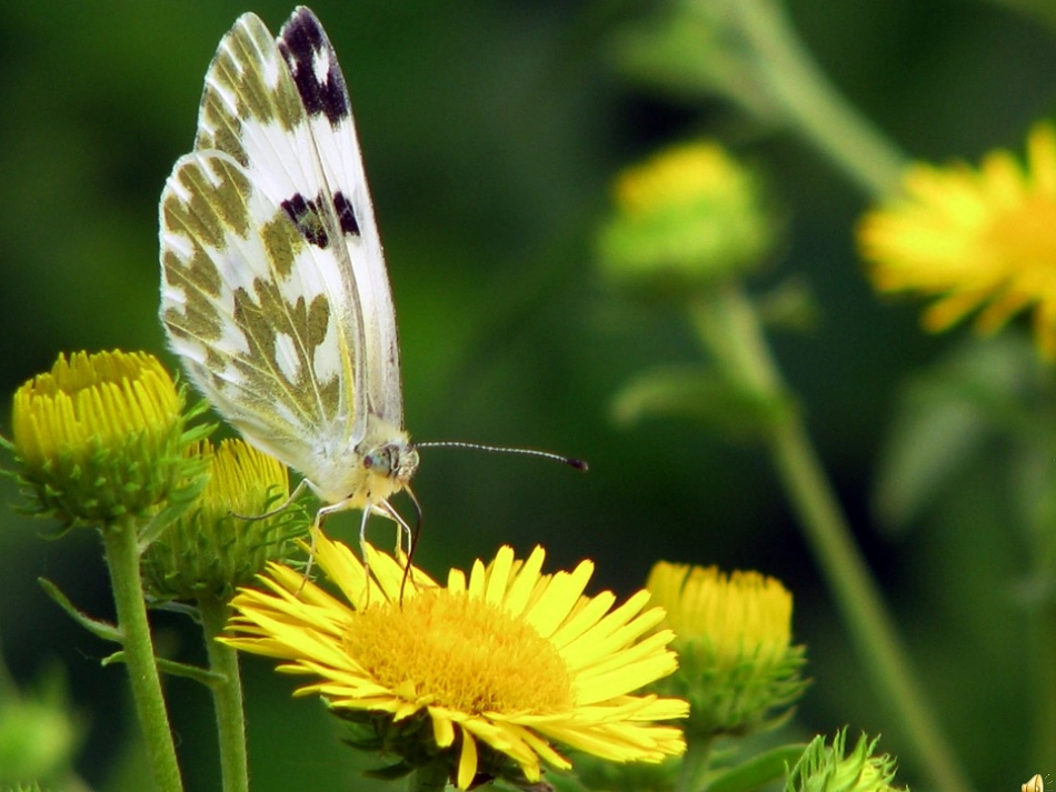 人教版一年级语文上册课文(一)2《四季》课件_第1页
