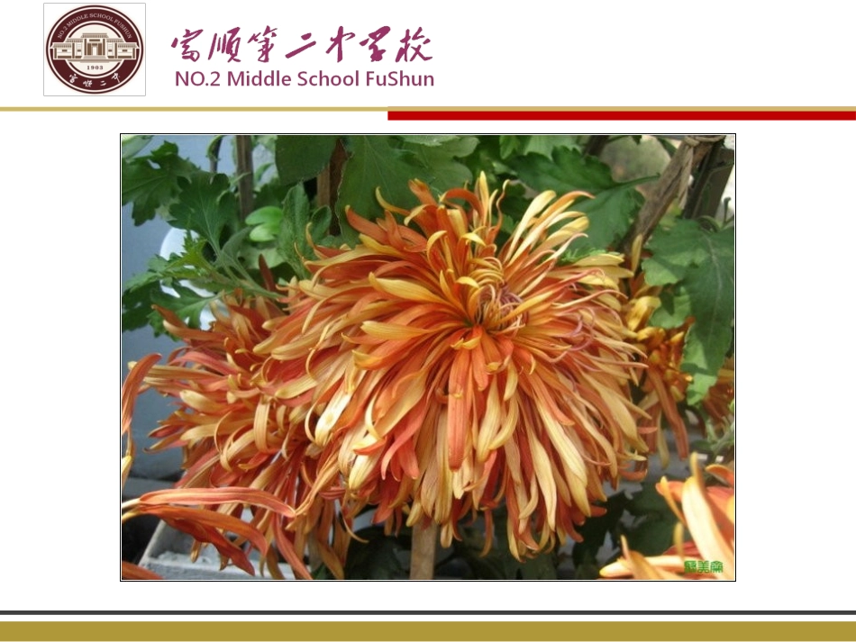 菊花的组织培养_第2页
