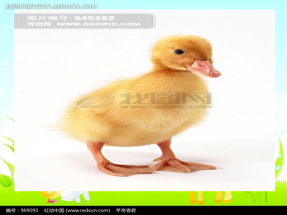 小动物走路课件_第3页