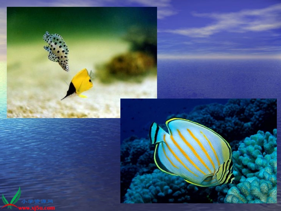 人教版二年级语文上册《浅水洼里的小鱼_11》PPT课件_第2页