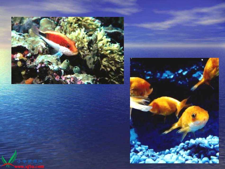 人教版二年级语文上册《浅水洼里的小鱼_11》PPT课件_第3页