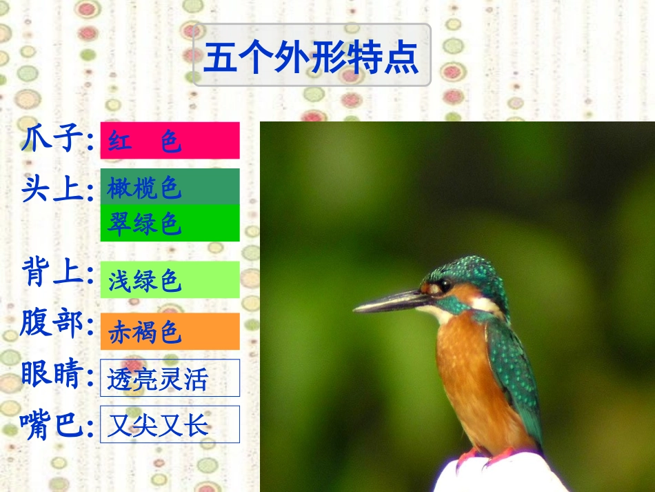 《翠鸟》课件2_第3页