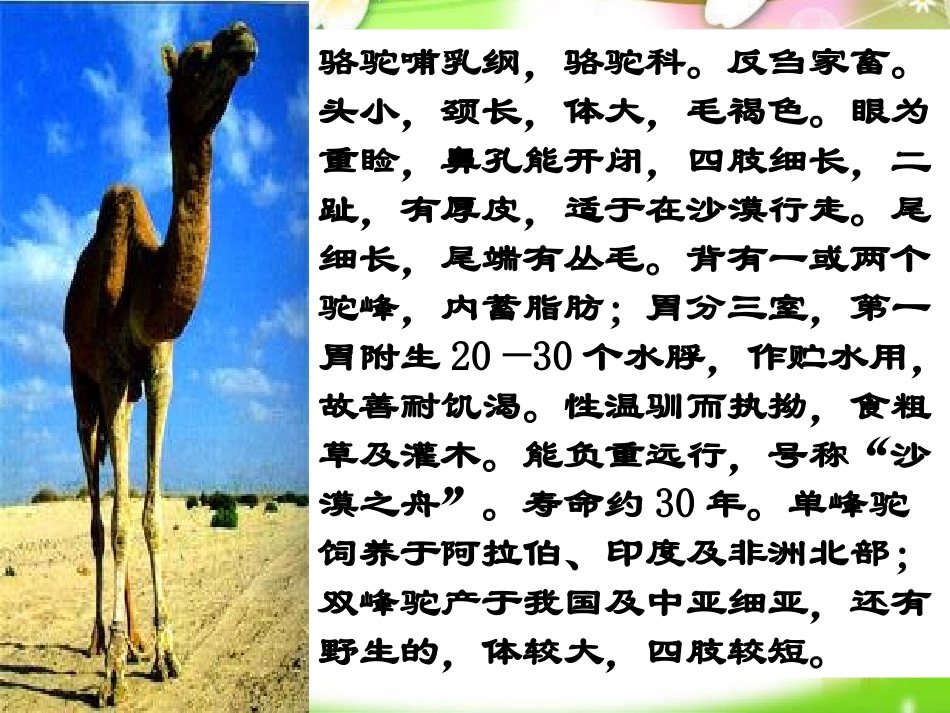 冬阳童年骆驼队_第2页