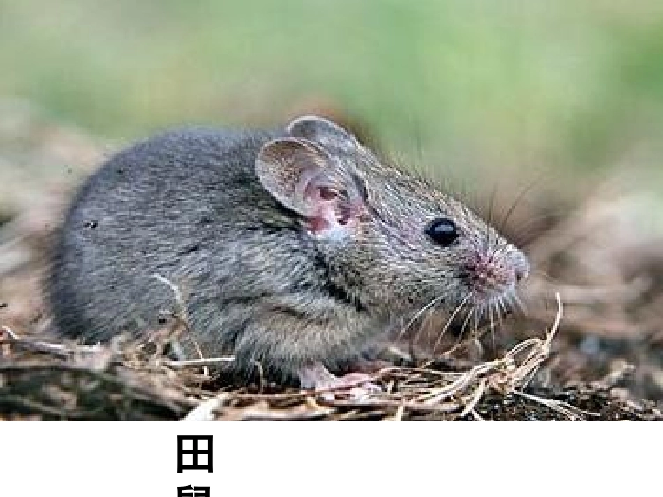 山猫该怎么办_第1页