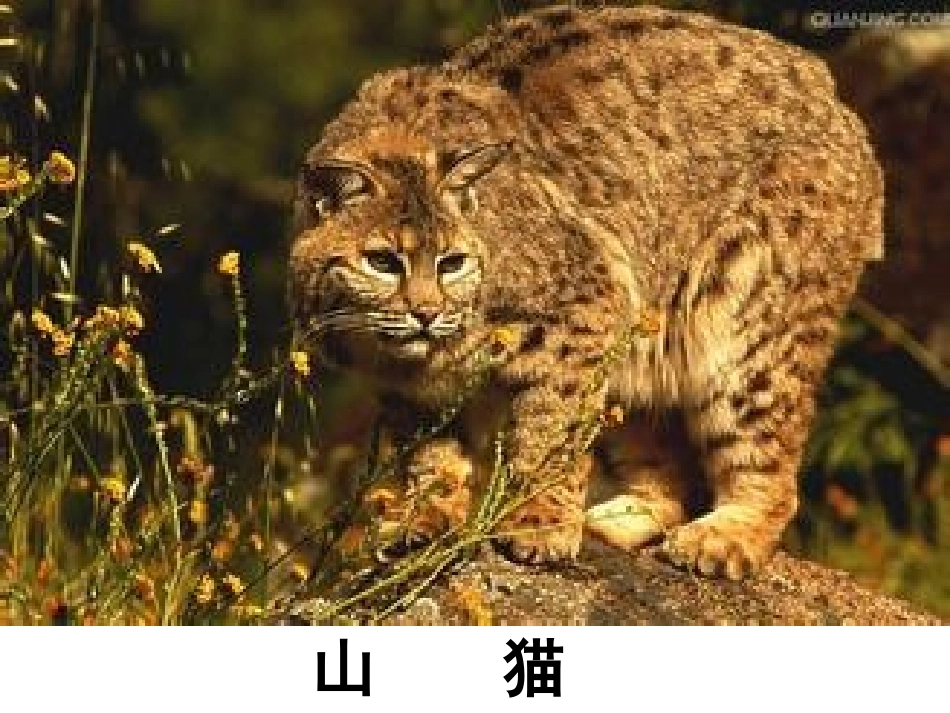 山猫该怎么办_第2页