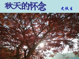 秋天的怀念课件