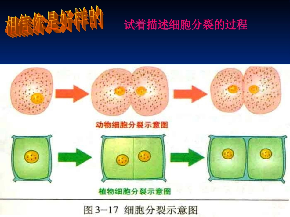 细胞的分裂和生长_第2页