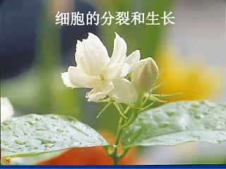 细胞的分裂和生长