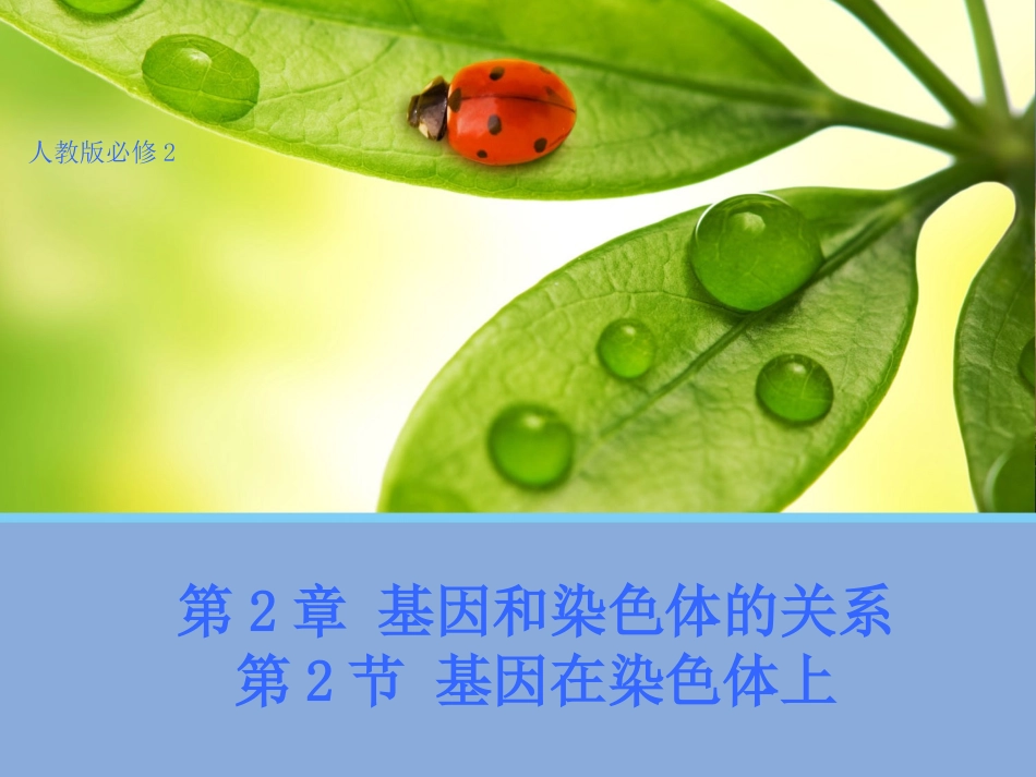【生物】22基因在染色体上课件1（人教版必修2）_第1页