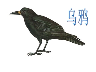 乌鸦喝水（上课）