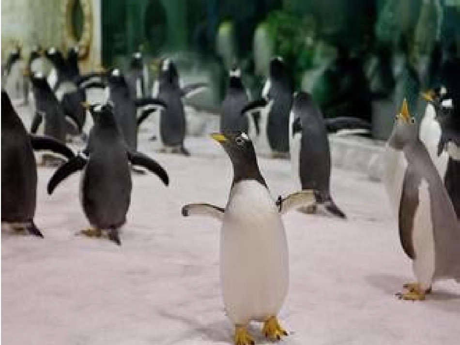 公开课《摇摇摆摆的企鹅》课件_第2页