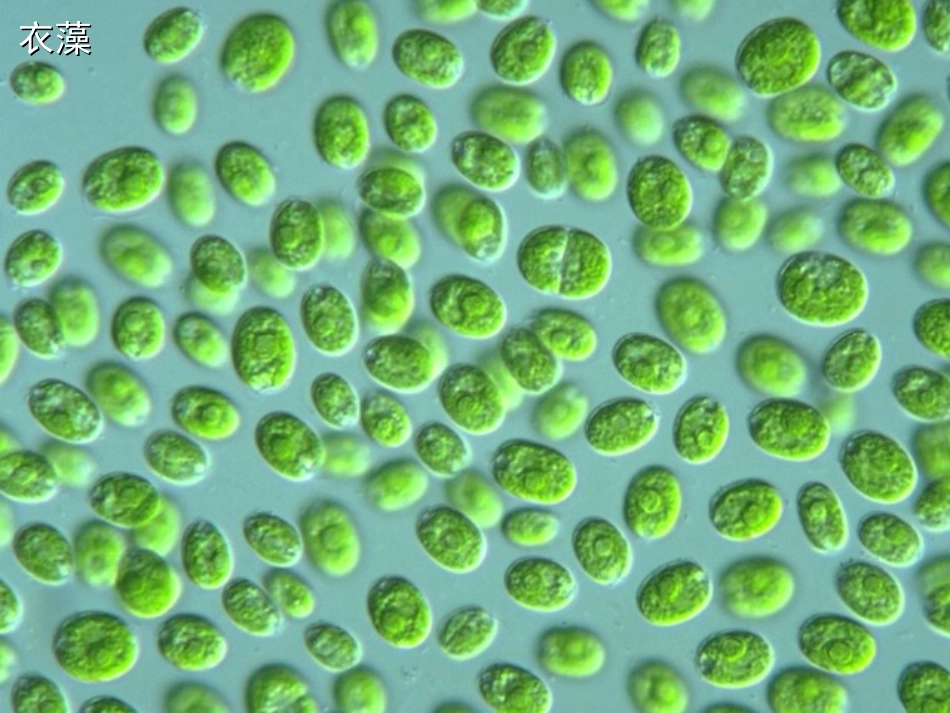 第三单元第一章第一节藻类、苔藓和蕨类植物_第3页