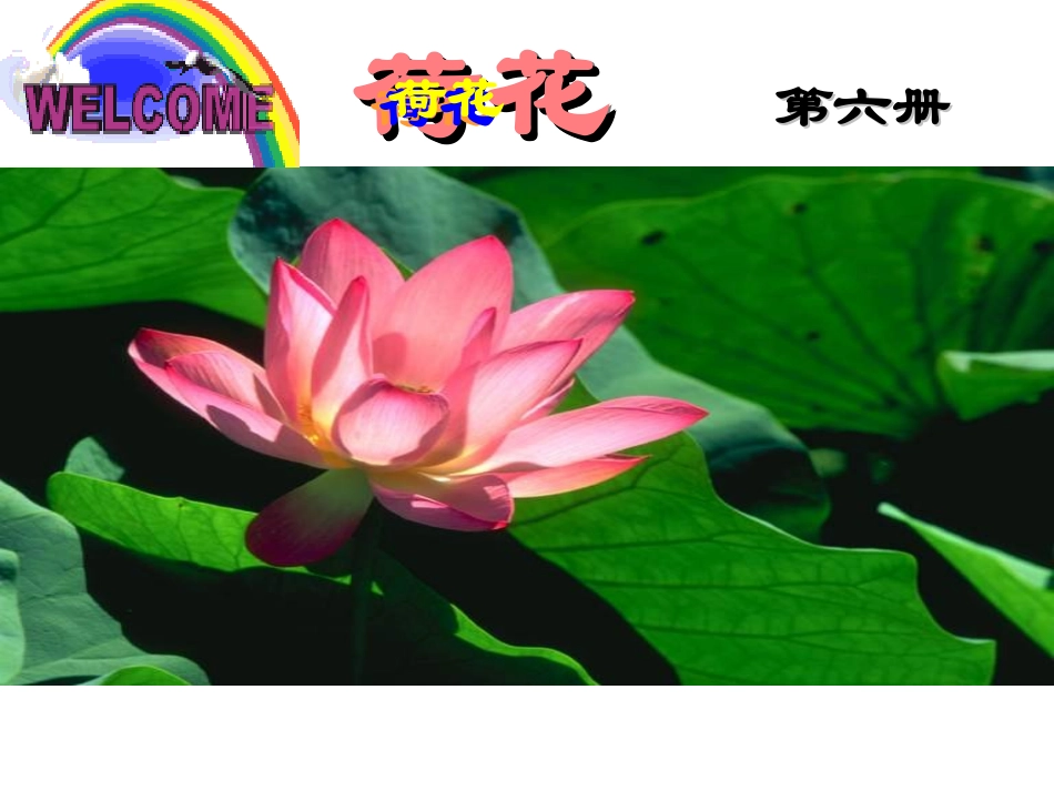 荷花(1)课件_第1页