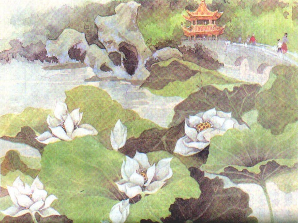 荷花(1)课件_第2页