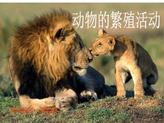 -动物的繁殖活动