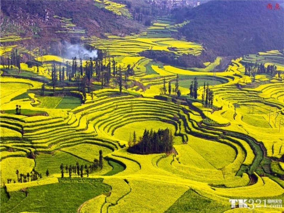 五彩的花地毯_第3页
