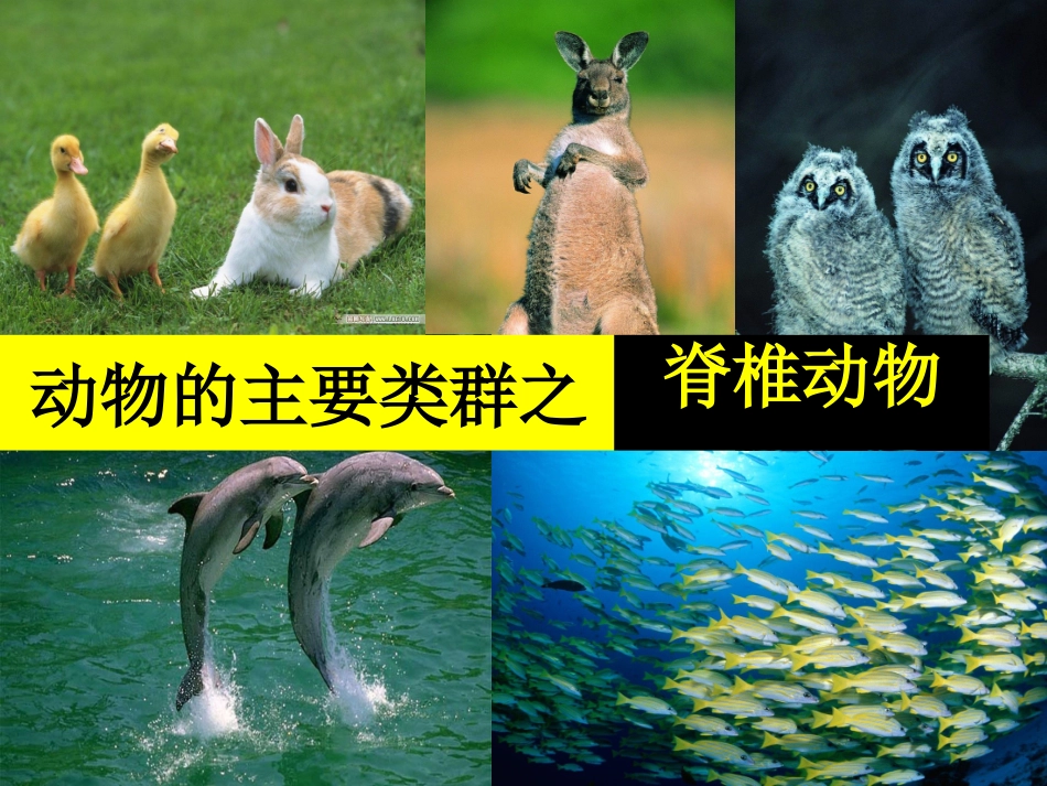 组动物的主要类群——脊椎动物_第1页